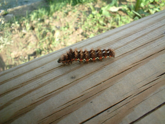 Simpatico bruco irsuto e colorato (Acronicta rumicis)